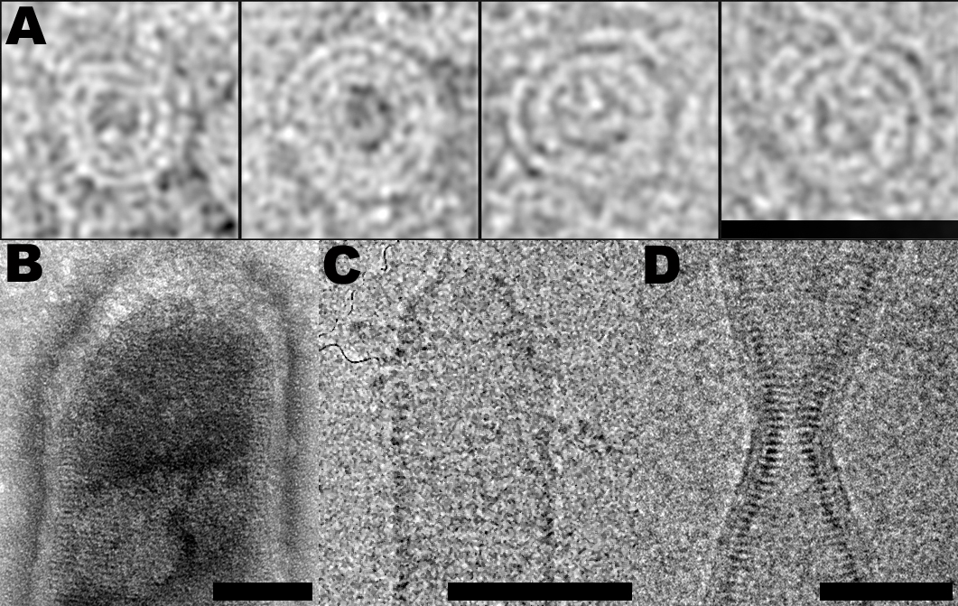 Weissenhorn figure 1-web-presentation